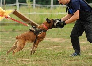 Boxer dog hot sale guard dog